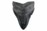 Fossil Megalodon Tooth - South Carolina #362157-1